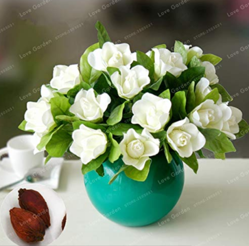 Rare Gardenia Bonsai(Cape Jasmine) Amazing Smell & Beautiful Flower Bonsai Tree Potted for Home Garden Plant 5 Pcs/Bag Potted