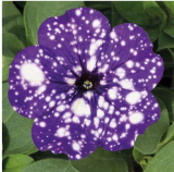 100pcs Rare Beautiful Petunia Flower Plants 24 Kinds of Petunia Flower can Choose Bonsai Tree plantas for Garden Decoration