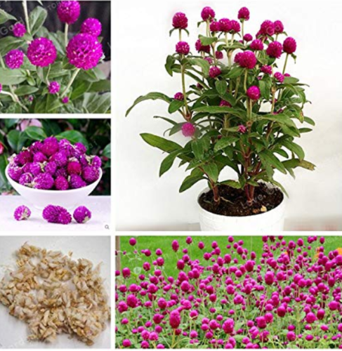 100 pcs/Bag Rare Gomphrenae Globosa Bonsai Chinese Herb Tea Dried Gomphrena Globosa Flower Tea Globe Amaranth Flower Tea