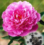 20pcs Rare Double Peony Seed Multicolor Perennial Peony Flowers Chinese Paeonia Suffruticosa Plants DIY Home Garden Decoration