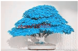 50pcs/bag bonsai blue maple tree seeds Bonsai tree seeds. rare japanese sky blue maple seed. Balcony plants for home garden -- Arcis New