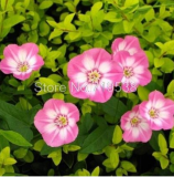 Vines Twining Vines, Morning Glory bonsais Mix Garden Planting Daffodil 10pcs