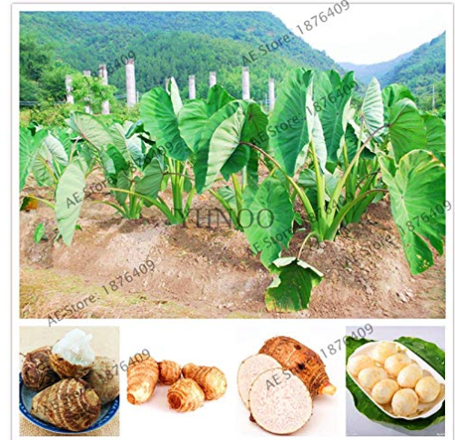 100pcs Alocasia Macrorrhiza Bonsai Giant Taro Flores Garden