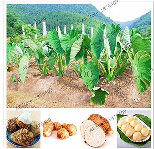 100pcs Alocasia Macrorrhiza Bonsai Giant Taro Flores Garden