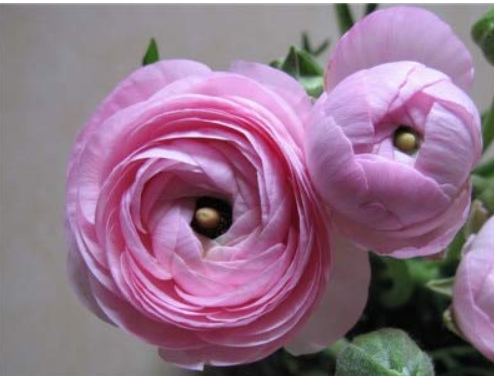 100 pcs Ranunculus Flower Plants, (not Ranunculus Bulbs),Ranunculus Flower Bonsai Perennials Flower De Flores Jardinagem