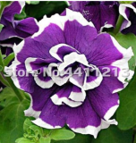 200 pcs/Pack Bonsai Petunia Garden Bonsai Moon Night Sky Double Purple Flowers Purple Sky Black Petunia High Germination
