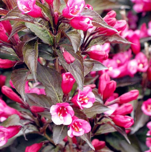 Beautiful Weigela Florida Flower Bonsai Rare Mixing Unique Flower Plant Very Beautiful for Home Garden Planting 100PCS
