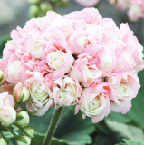 Rare Geranium Bonsai Apple Blossom Rosebud Pelargonium Hortorum Perennial Flower Hardy Plant Bonsai Potted Plant 20 Pcs