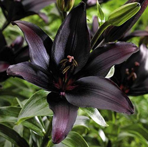 Large Bonsai Lilium Flower 200 Pcs Colorful Lily Bonsai Not Lily Bulbs Rare Plants Potted Home Gardening DIY Flower