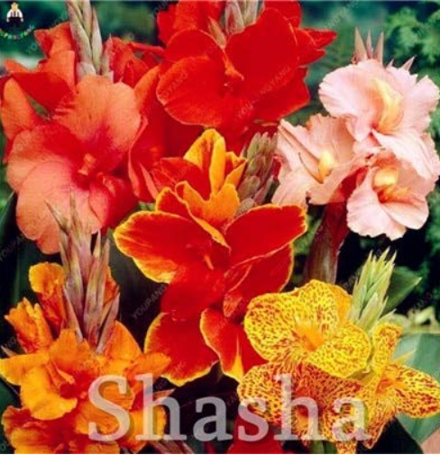 100 pcs/Bag Dwarf Bonsai Canna Lily Outdoor Tropical Bronze Scarlet Foliage Perennial Potted Plant for Home Garden Supply Decor