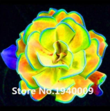 100 Pcs Rainbow Succulent Bonsai Seedling Perennial Office Mini Bonsai Plant Succulent Planting Home Balcony Garden
