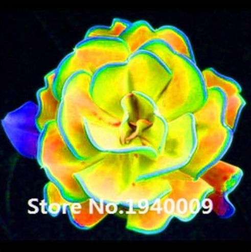 100 Pcs Rainbow Succulent Bonsai Seedling Perennial Office Mini Bonsai Plant Succulent Planting Home Balcony Garden
