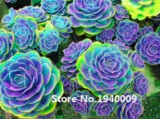 100 Pcs Rainbow Succulent Bonsai Seedling Perennial Office Mini Bonsai Plant Succulent Planting Home Balcony Garden