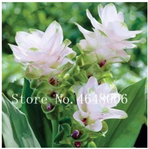 50 Pcs Thailand Pink Curcuma Bonsai Also Called Siam Tulip Rare Flower Bonsai a Member of The Zingeraceae Family Garden Plant