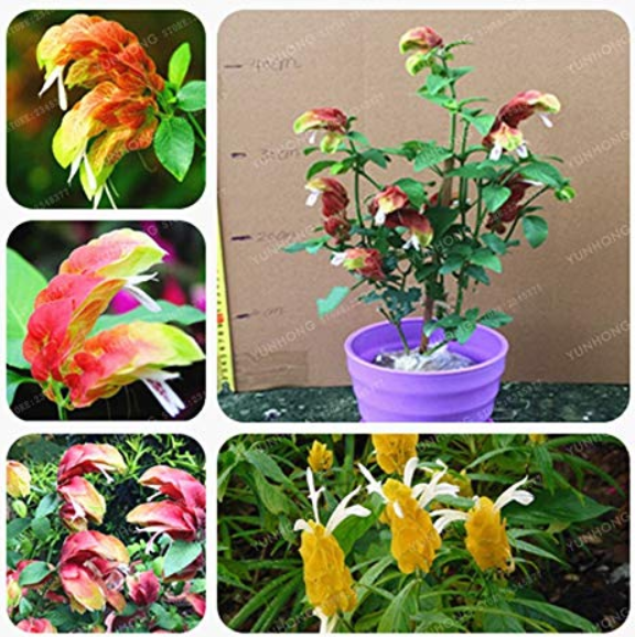 100 Pcs Justicia Brandegeana Bonsai DIY Home Garden Potted Or Yard Flower Plant Bonsai Easy to Grow for Home Garden Bonsai - (Color: Mix)