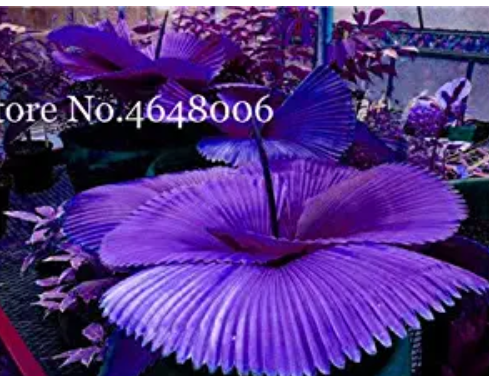 100 Pcs/Bag Purple Travelers Palm Flores Bonsai, Ravenala Madagascariensis Chinese Fan Palm Plant,Tall Evergreen Tree DIY Garden
