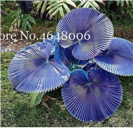 100 Pcs/Bag Purple Travelers Palm Flores Bonsai, Ravenala Madagascariensis Chinese Fan Palm Plant,Tall Evergreen Tree DIY Garden