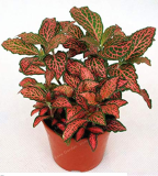 Fittonia Verschaffeltii Bonsai Mini Easy Planting Balcony Fun Indoor Potted Flowers Bonsai DIY Home Garden Flower 100 Pcs