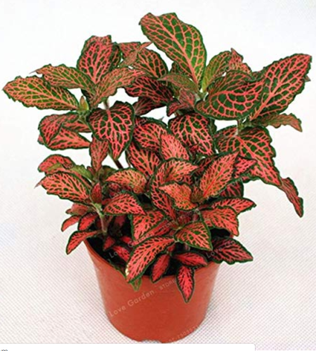 Fittonia Verschaffeltii Bonsai Mini Easy Planting Balcony Fun Indoor Potted Flowers Bonsai DIY Home Garden Flower 100 Pcs
