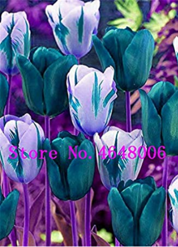 High-Grade 50pcs/Lot Tulip Bonsai Flowers Wedding Home Decorative Flowers Home Decoration Charming Perennial Tulipanes - (Color: Mixed)