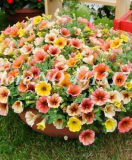 200 Pcs Bonsai Hanging Petunia Garden Petunia Mixed Color Potted Perennial Flower Planta DIY Home Garden Morning Glory Plants