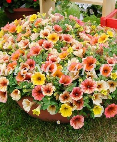 200 Pcs Bonsai Hanging Petunia Garden Petunia Mixed Color Potted Perennial Flower Planta DIY Home Garden Morning Glory Plants