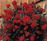 100 pcs Rose 'Paul's Scarlet' (Climbing) Hardy Shrub Bonsai