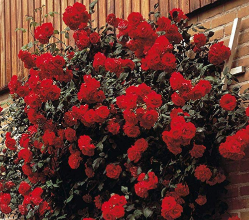 100 pcs Rose 'Paul's Scarlet' (Climbing) Hardy Shrub Bonsai