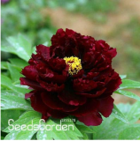 Chinese Rare and Precious Species of Blue Peony Flower Bonsai 10 Pcs/lot,