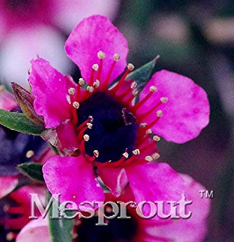 100PCS Bonsai Flower Bonsai Leptospermum Scoparium Flamenco Angel's Trumpets Leptospermum Scoparium Bonsai for Home Garden