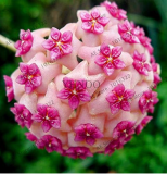 24 Color Hoya Flower Flores Rare Perennial Plant Hoya Carnosa Plante Bonsai plantas Pot Plant for Home Garden 100Pcs