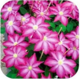 Clematis Potted Clematis Garden Flowers no The Clematis Bulbs 50 /Bag Home Garden - (Color: Burgundy)