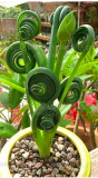 WANCHEN 100 pcs/bag Witchford Lithops Succulent Seeds Beautiful Flower Seed Pseudotruncatella Seed Perennial Stone Flowers For Home gard