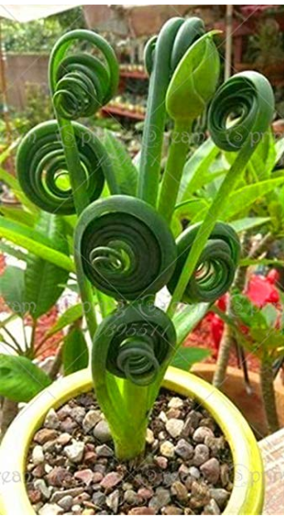WANCHEN 100 pcs/bag Witchford Lithops Succulent Seeds Beautiful Flower Seed Pseudotruncatella Seed Perennial Stone Flowers For Home gard