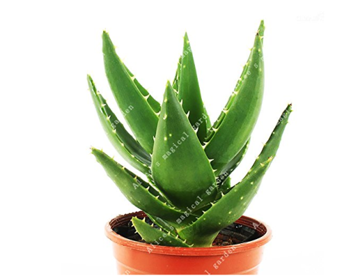 100Pcs/Bag China Aloe Vera Succulent Plant Rare Herbs Tree Mini Flower Bonsai Plants for Home Garden