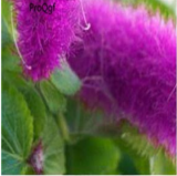 8000Pcs A Set Acalypha Hispida - (Color: Seed)