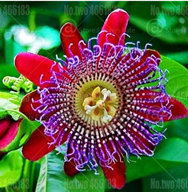 20pcs Passion Flower Bonsai Perennial Evergreen Climbing Woody Vine Climbing Flower Potted Plants for Home Garden Bonsai Plants