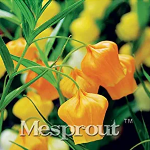 onsai 50PCS Sandersonia Bonsai,Sandersonia, Rare Precious Flowers! Home Gardening DIY Imported Bonsai