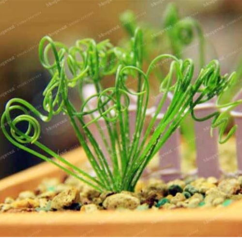 100Pcs Latifolia Spring Grass Bonsai Albuca Namaquensis Spiral Grass Bonsai Shape Chinese Ornamental Bonsai Plant Decorative 