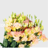 200 Pcs Eustoma Seed Perennial Flowering Plants Lisianthus Multicolor for DIY Home & Garden Indoor Seed 