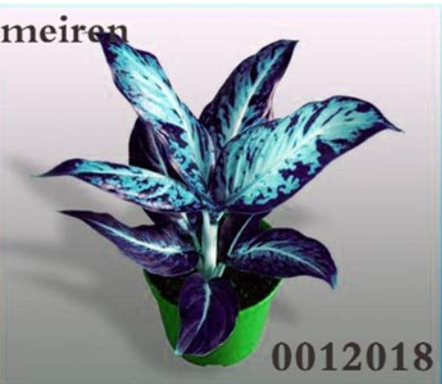 Rare Color Aglaonema Bonsai 100 Pcs Aglaonema Beautiful Mosaic Perennial Evergreen Trees Flower Indoor Or Ourdoor Plant Pot