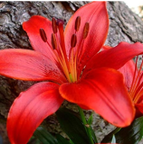 Large Bonsai Lilium Flower 200 Pcs Colorful Lily Bonsai Not Lily Bulbs Rare Plants Potted Home Gardening DIY Flower