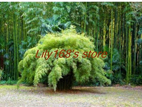 20 pcs Fargesia fungosa Bamboo Seed Hardy clumping Type Garden Decoration Bonsai