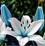 Large Bonsai Lilium Flower 200 Pcs Colorful Lily Bonsai Not Lily Bulbs Rare Plants Potted Home Gardening DIY Flower
