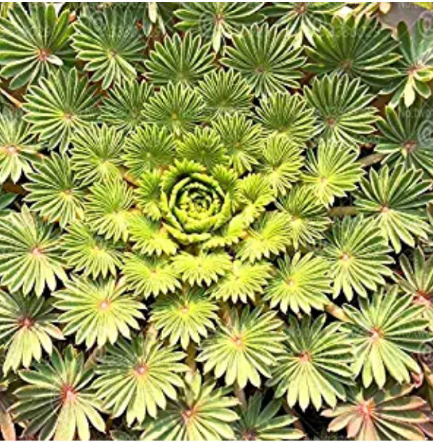 100pcs Oxalis palmifrons Bonsai Rare Flower Bonsai Perennial Indoor Flowering Pot Plants Leaves Like Palm for Home Garden Plants - (Color: Mixed)