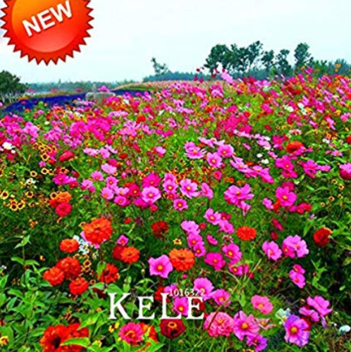 200 /Lot Wildflowers Combination Bonsai Waterlogging Tolerance Wildflowers Mix Garden Aromatic Fragrant,#418KL8