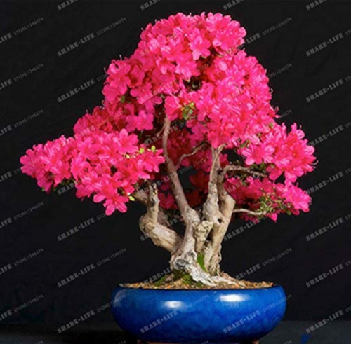 10PCS Bonsai Tree Japanese Sakura Bonsai Rare Japanese Cherry Blossoms Flowers Bonsai in DIY Home Garden Mini Bonsai - (Color: 6)