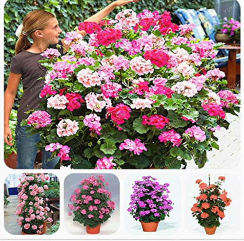 Rare Geranium Bonsai Climbing Geranium Collection Pelargonium Perennial Flower Bonsai Potted Plant 100 Pcs - (Color: Mix)