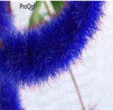 8000Pcs A Set Acalypha Hispida - (Color: Seed)