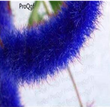 8000Pcs A Set Acalypha Hispida - (Color: Seed)